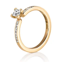 Ring Gult gull
